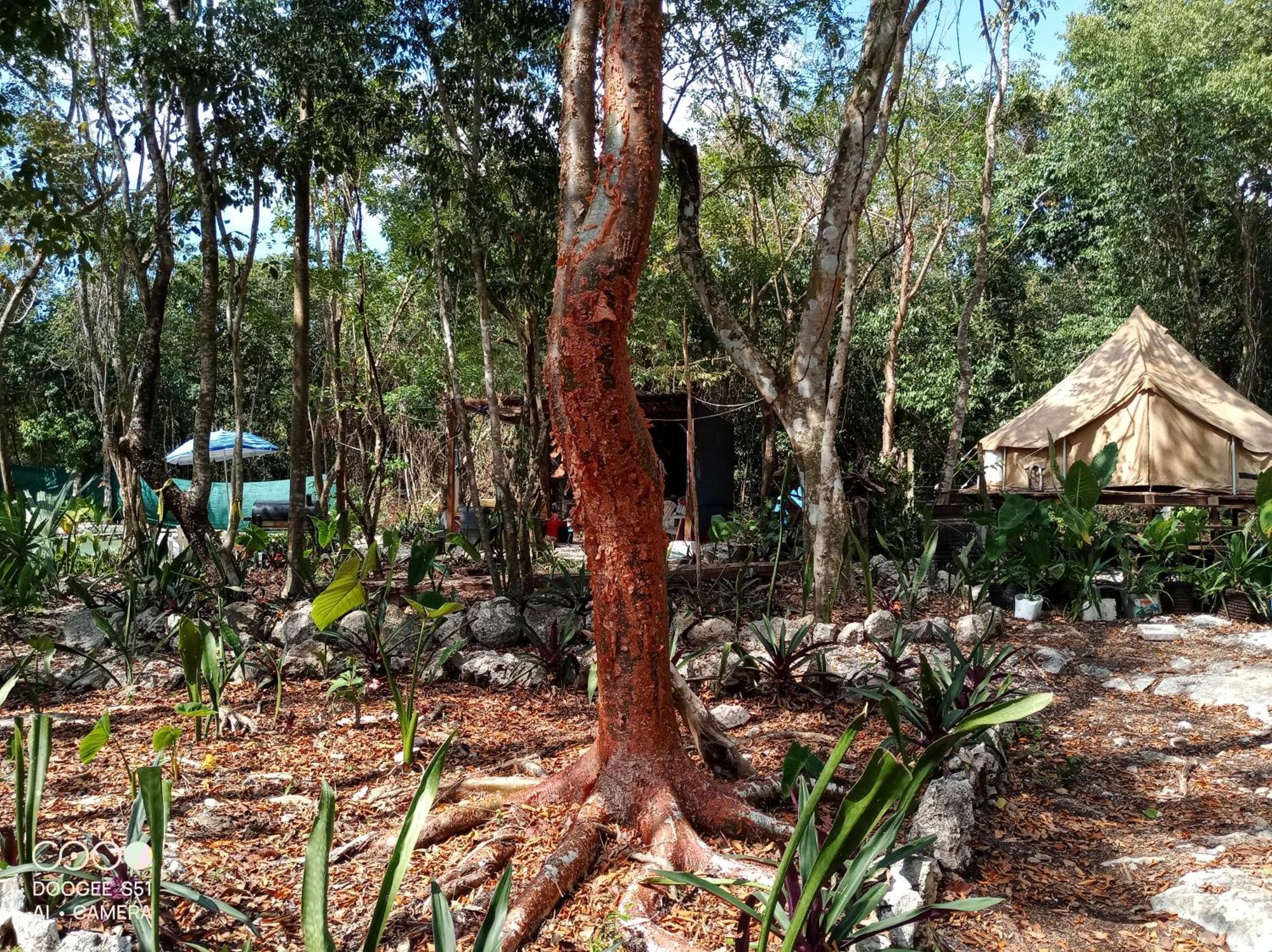 Tente de luxe Glamping *