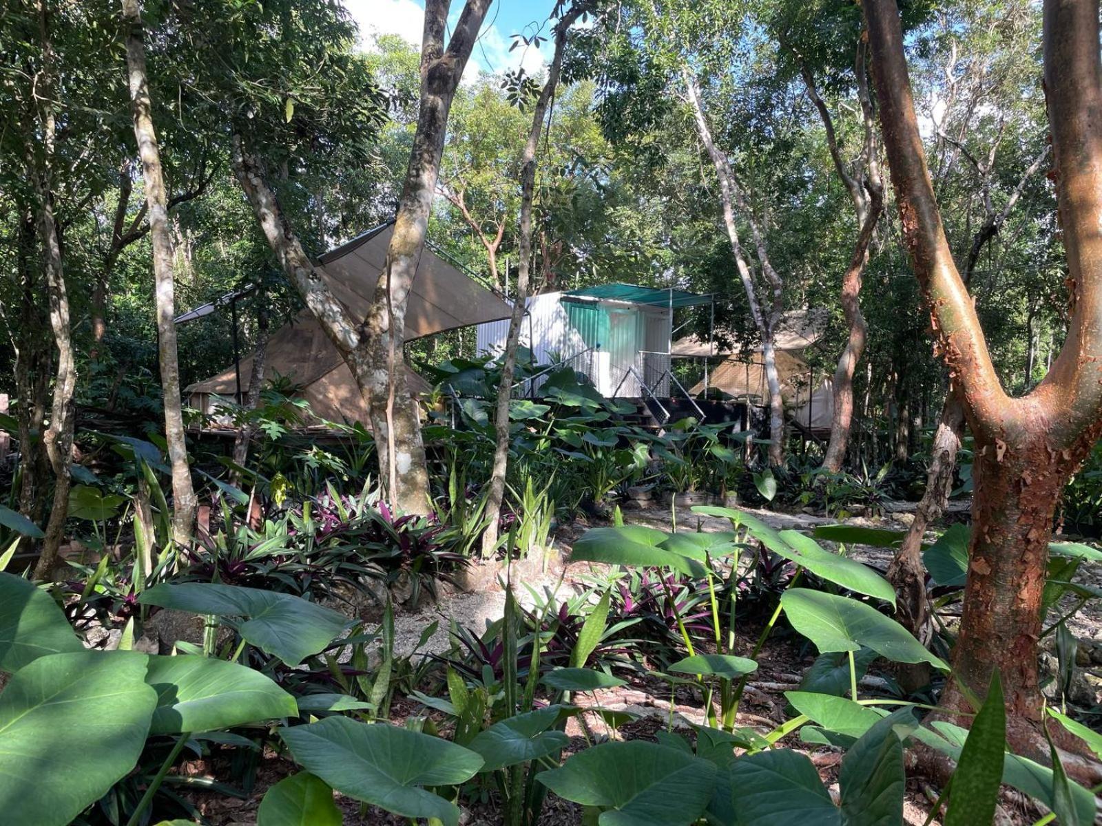 Glamping Cozumel