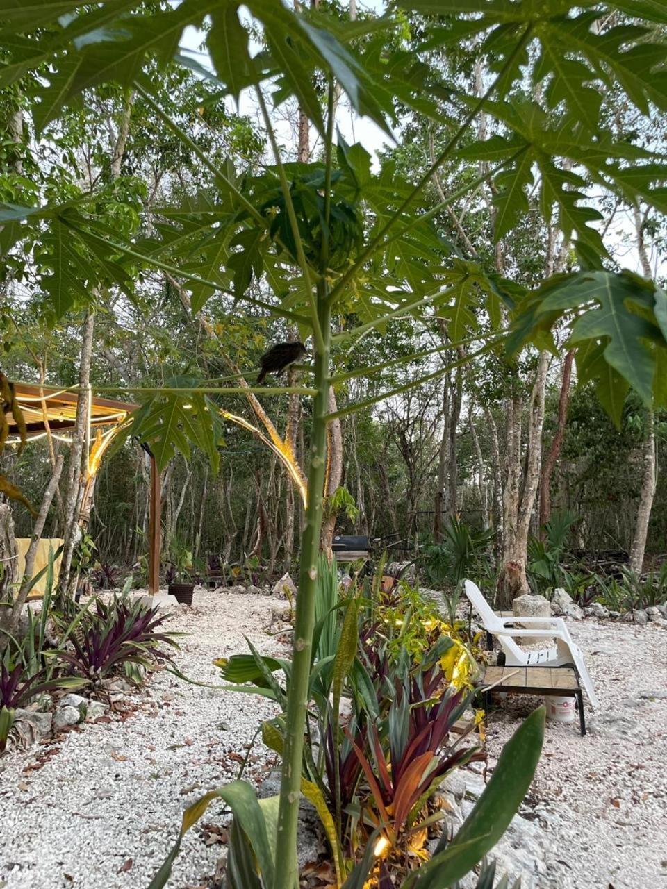 Luxury tent Glamping Cozumel
