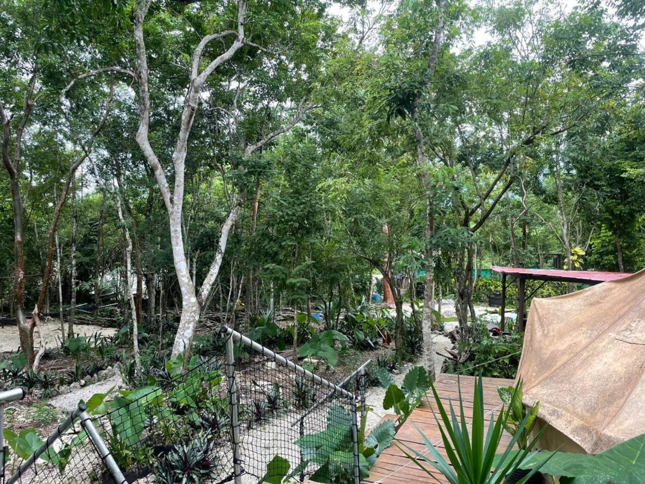 Glamping Luxury tent Cozumel