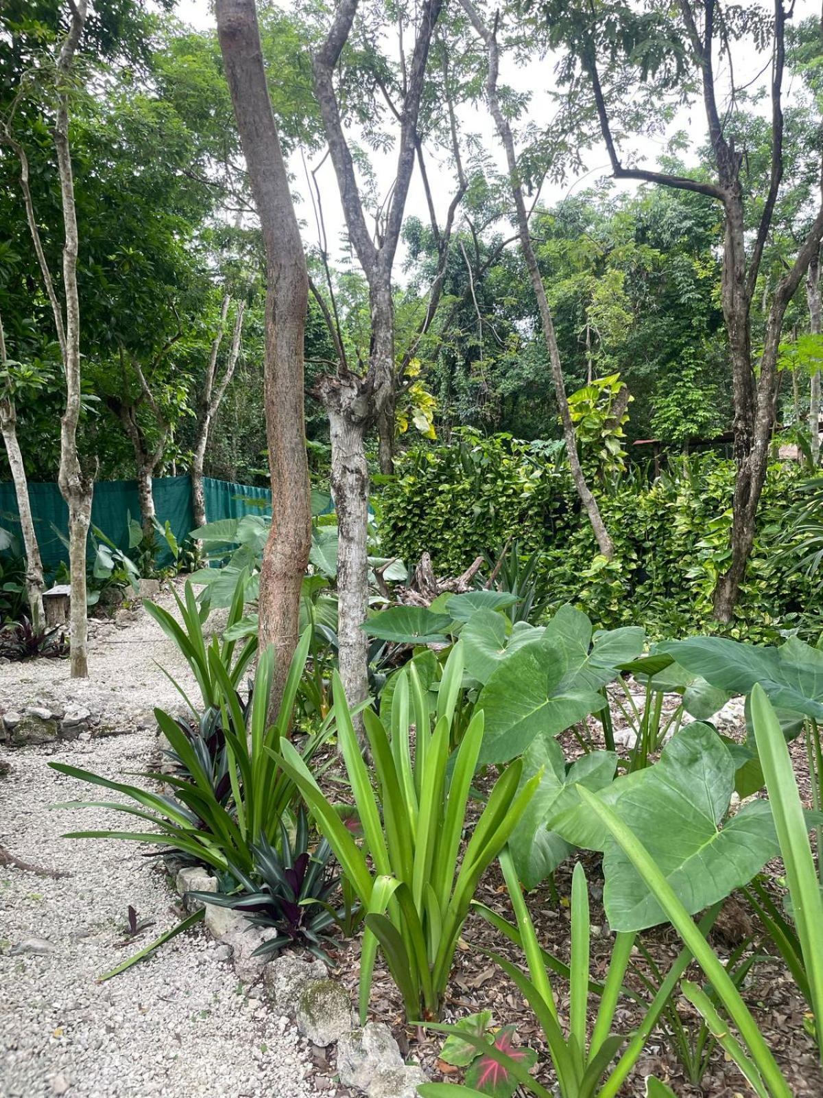 Glamping Luxury tent Cozumel